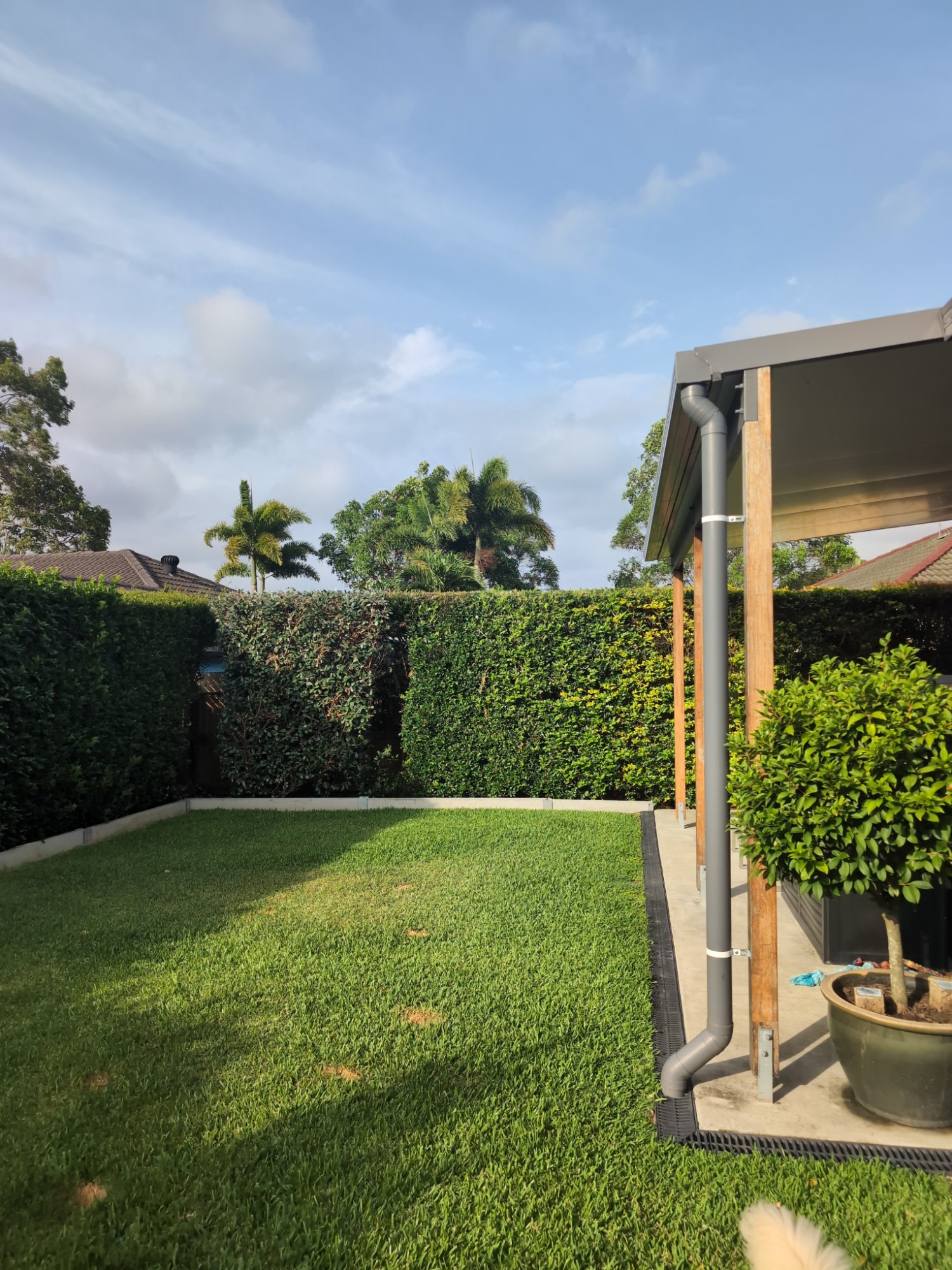 Freshly mowed backyard with neat hedges